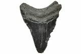 Juvenile Megalodon Tooth - South Carolina #195949-1